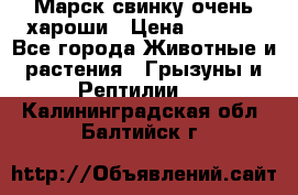 Марск свинку очень хароши › Цена ­ 2 000 - Все города Животные и растения » Грызуны и Рептилии   . Калининградская обл.,Балтийск г.